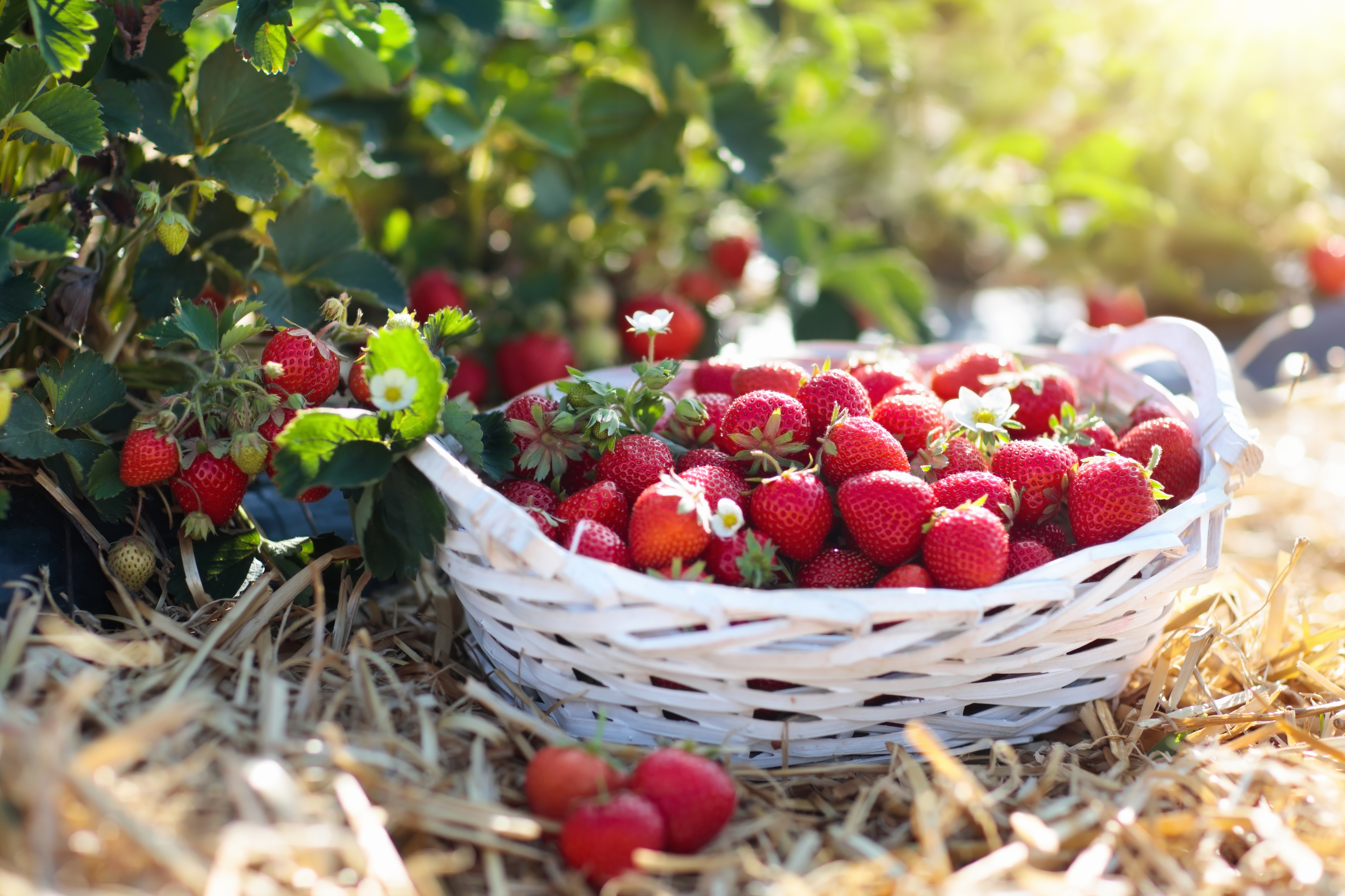 strawberries on a fruit farm