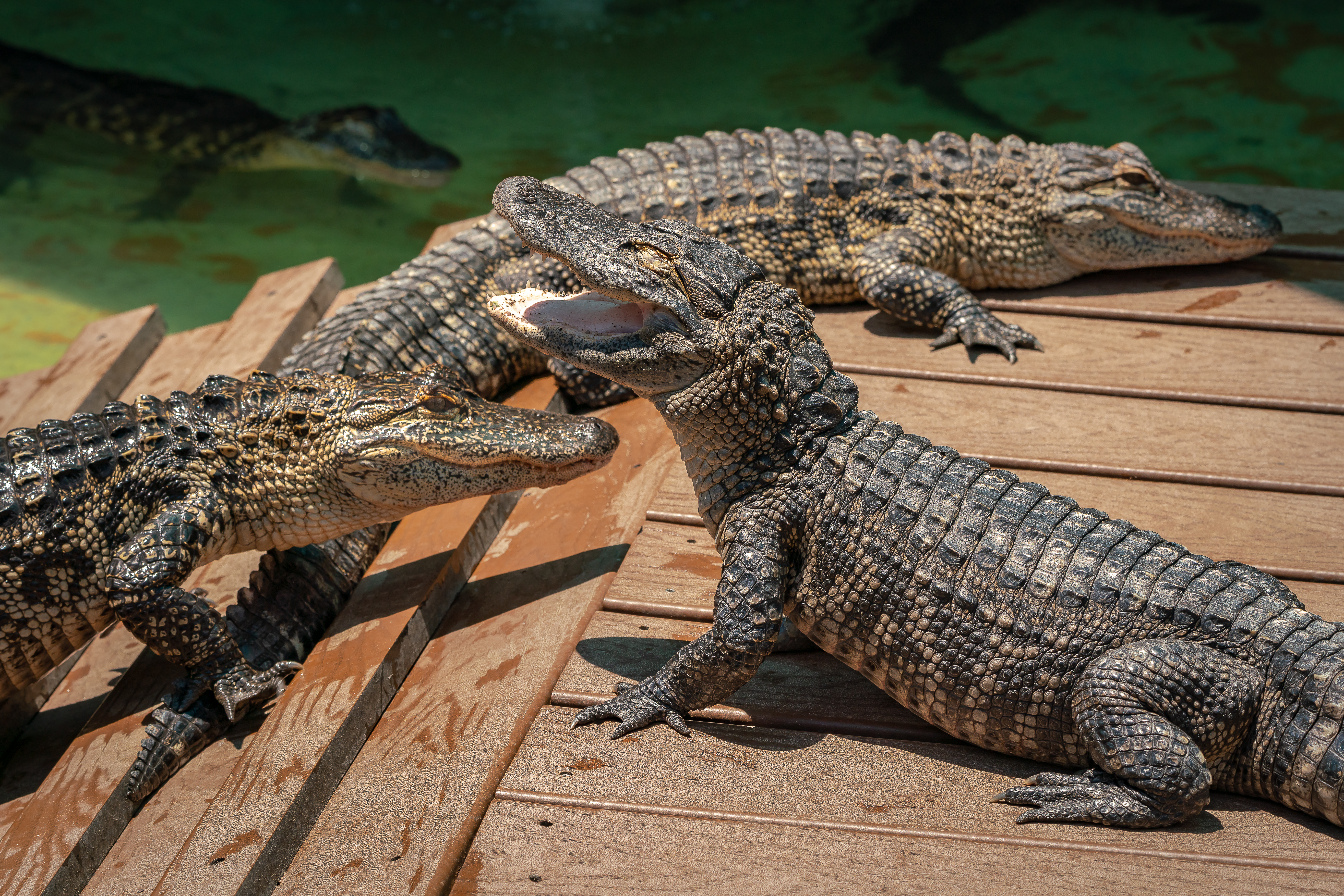 Alligators at zoo